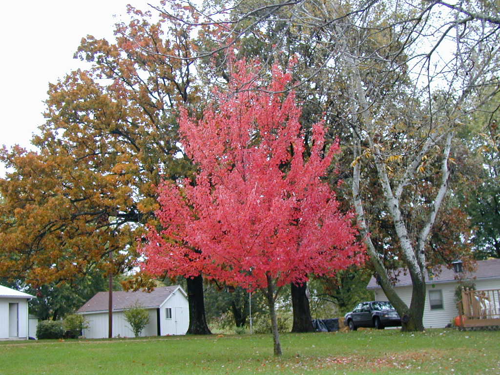 BigPicture of PA160027.JPG