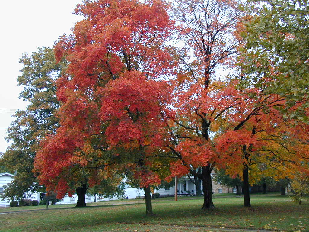 BigPicture of PA160029.JPG