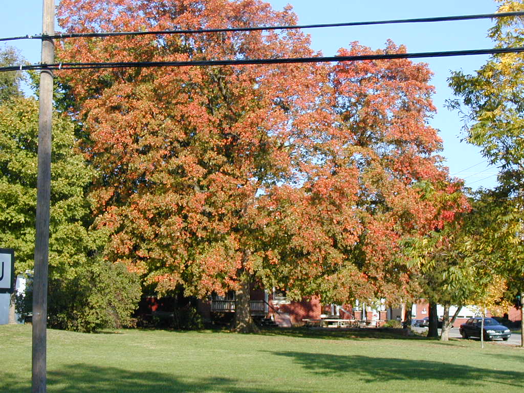 BigPicture of PA160036.JPG