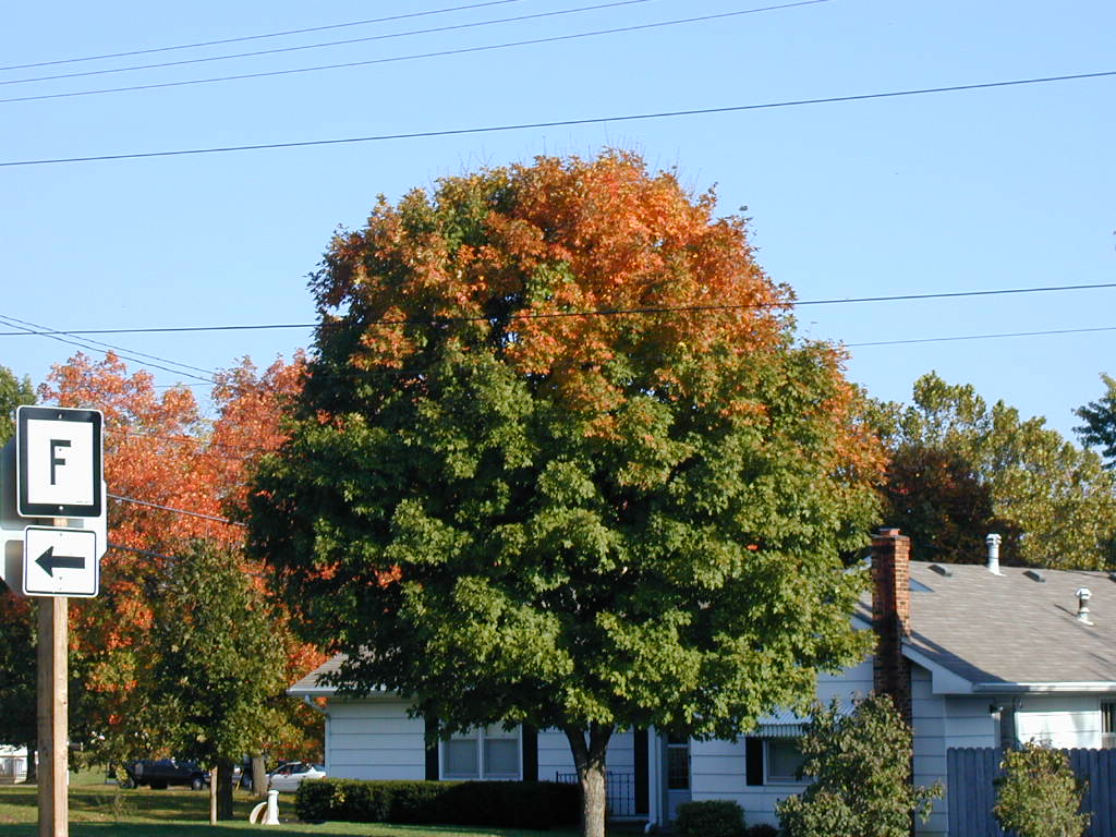BigPicture of PA160038.JPG