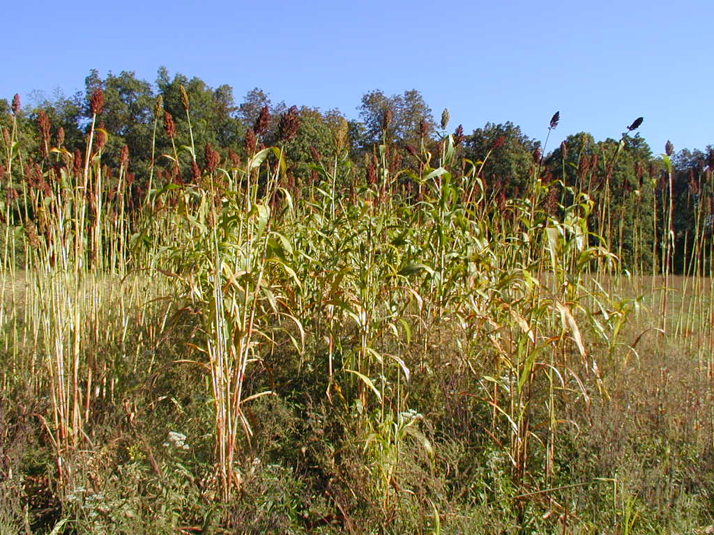 BigPicture of P9290143.JPG