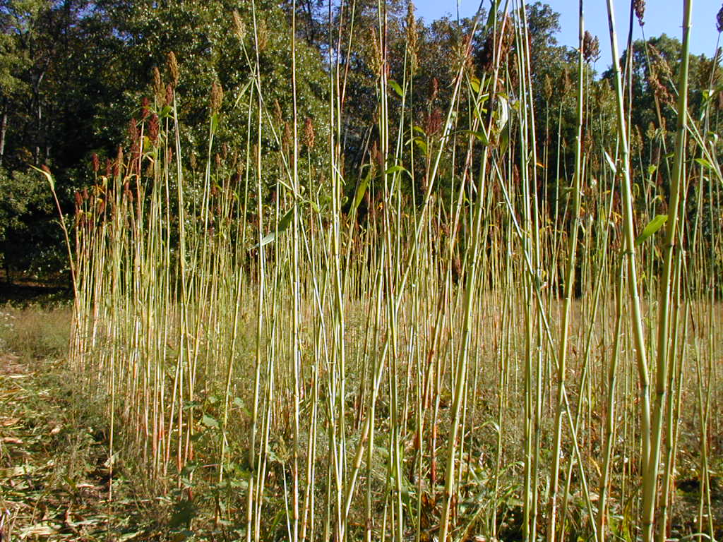 BigPicture of P9290145.JPG