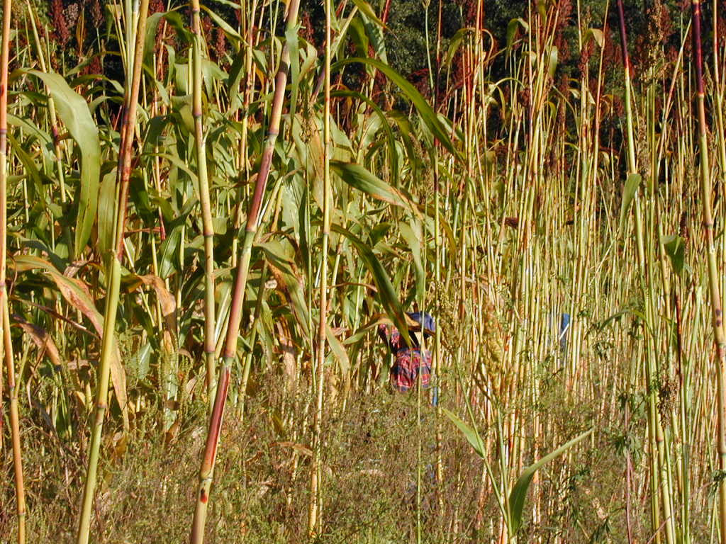 BigPicture of P9290146.JPG