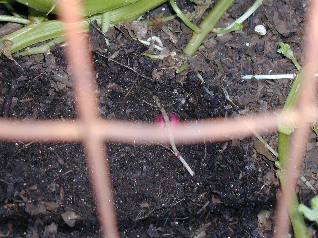 BigPicture of P4070106.JPG