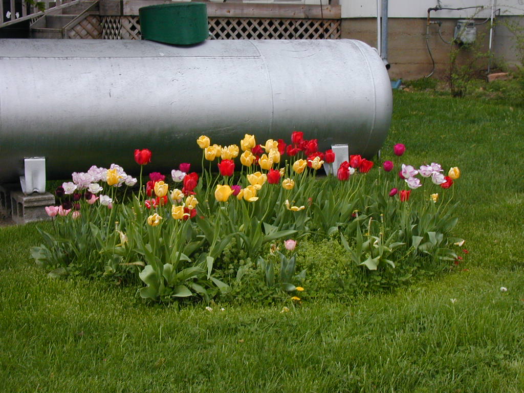 BigPicture of P4200165.JPG