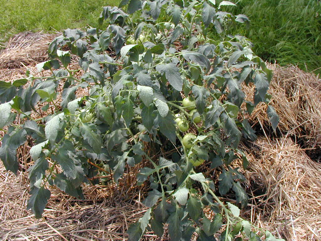 BigPicture of P5040179.JPG
